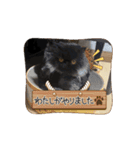 豆太郎と玄次郎の生活❤︎（個別スタンプ：5）