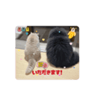 豆太郎と玄次郎の生活❤︎（個別スタンプ：9）