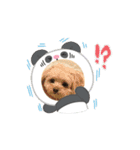 Hakuスタンプ♡（個別スタンプ：1）