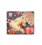 Hakuスタンプ♡（個別スタンプ：8）