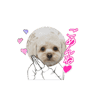 Hakuスタンプ♡（個別スタンプ：12）
