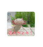 ウパうめ日記 よく使う編part2（個別スタンプ：2）
