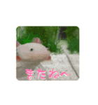 ウパうめ日記 よく使う編part2（個別スタンプ：4）
