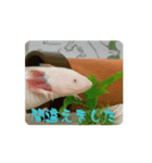 ウパうめ日記 よく使う編part2（個別スタンプ：5）