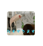 ウパうめ日記 よく使う編part2（個別スタンプ：6）
