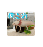 ウパうめ日記 よく使う編part2（個別スタンプ：7）