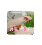 ウパうめ日記 よく使う編part2（個別スタンプ：10）