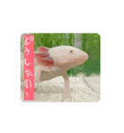 ウパうめ日記 よく使う編part2（個別スタンプ：11）