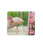 ウパうめ日記 よく使う編part2（個別スタンプ：13）
