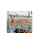 ウパうめ日記 よく使う編part2（個別スタンプ：15）