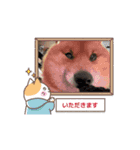 動く！レンくん3（タヌキキツネイッヌ）（個別スタンプ：3）