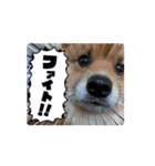 動く！レンくん3（タヌキキツネイッヌ）（個別スタンプ：7）