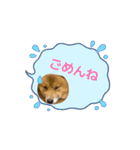 動く！レンくん3（タヌキキツネイッヌ）（個別スタンプ：9）