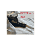 動くねこ 日常スタンプ おもしろ かわいい（個別スタンプ：3）