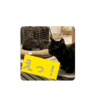 動くねこ 日常スタンプ おもしろ かわいい（個別スタンプ：4）
