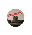 動くねこ 日常スタンプ おもしろ かわいい（個別スタンプ：5）