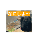 動くねこ 日常スタンプ おもしろ かわいい（個別スタンプ：7）