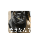 動くねこ 日常スタンプ おもしろ かわいい（個別スタンプ：8）