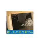 動くねこ 日常スタンプ おもしろ かわいい（個別スタンプ：10）