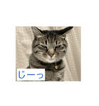 動くねこ 日常スタンプ おもしろ かわいい（個別スタンプ：12）