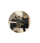 動くねこ 日常スタンプ おもしろ かわいい（個別スタンプ：15）