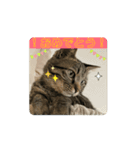 動くねこ 日常スタンプ おもしろ かわいい（個別スタンプ：16）