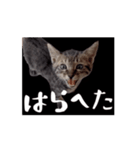 くぅちゃんの動くスタンプ（個別スタンプ：2）