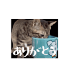 くぅちゃんの動くスタンプ（個別スタンプ：7）