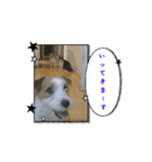 ハチワレハチコの動くやつ（個別スタンプ：7）