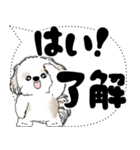 シーズー犬 2025 「大き目文字・吹き出し」（個別スタンプ：3）