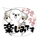 シーズー犬 2025 「大き目文字・吹き出し」（個別スタンプ：8）
