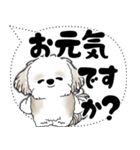 シーズー犬 2025 「大き目文字・吹き出し」（個別スタンプ：9）