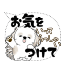 シーズー犬 2025 「大き目文字・吹き出し」（個別スタンプ：13）