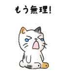 弱音と応援（三毛猫）（個別スタンプ：1）