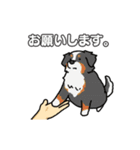 いろんなお手（わんこシリーズ）（個別スタンプ：7）