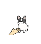 いろんなお手（わんこシリーズ）（個別スタンプ：24）
