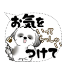 B＆W シーズー犬「大き目文字・吹き出し」（個別スタンプ：13）