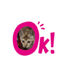 ᵦₑₗₗ²（個別スタンプ：8）