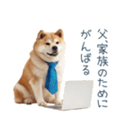 実写父しば犬【連絡・家族】（個別スタンプ：1）