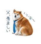 実写父しば犬【連絡・家族】（個別スタンプ：3）