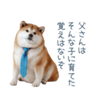 実写父しば犬【連絡・家族】（個別スタンプ：4）