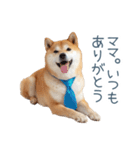 実写父しば犬【連絡・家族】（個別スタンプ：5）