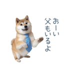 実写父しば犬【連絡・家族】（個別スタンプ：6）