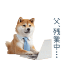 実写父しば犬【連絡・家族】（個別スタンプ：9）