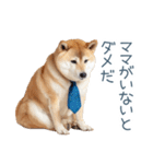 実写父しば犬【連絡・家族】（個別スタンプ：12）