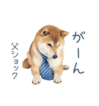 実写父しば犬【連絡・家族】（個別スタンプ：13）