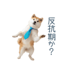 実写父しば犬【連絡・家族】（個別スタンプ：14）