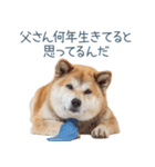 実写父しば犬【連絡・家族】（個別スタンプ：16）