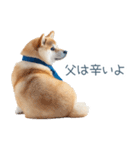 実写父しば犬【連絡・家族】（個別スタンプ：17）