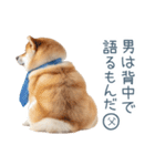 実写父しば犬【連絡・家族】（個別スタンプ：18）